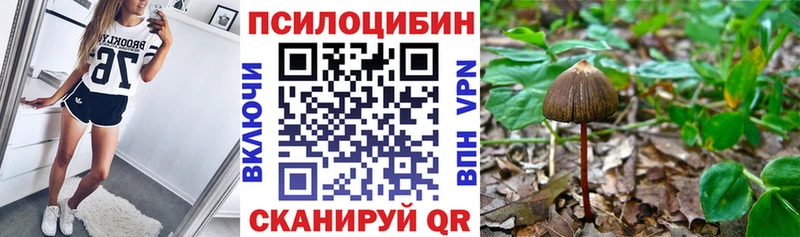 кракен зеркало  Талица  Галлюциногенные грибы Psilocybine cubensis 